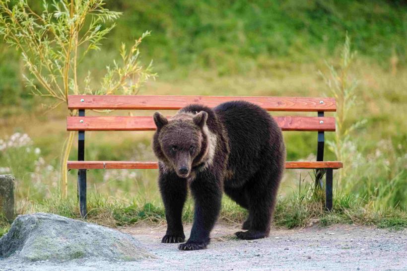 Sfaturi pentru alungat urșii: Speriați-i cu dăngănit de clopoțel și pulverizați spray! E ineficient, dar obligatoriu 18947876