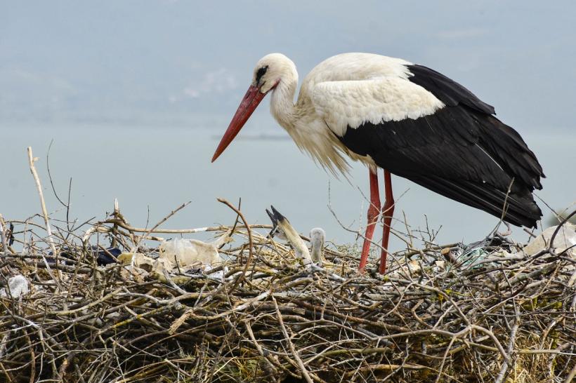 Primul ou de barză a apărut într-un cuib la Călugăreni