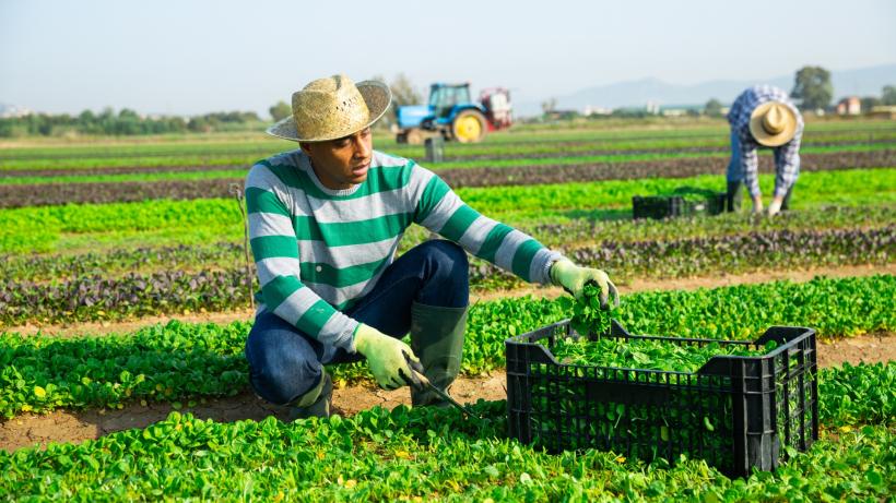 Ai nevoie de lucrători în agricultură în această primăvară? Munca temporară este soluția!
