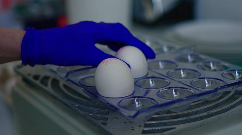 Un nou sezon al campaniei Observator, Ce ne puneți în mâncare debutează astăzi cu un subiect alarmant: riscul toxic din vopseaua pentru ouăle de Paşte 18948644