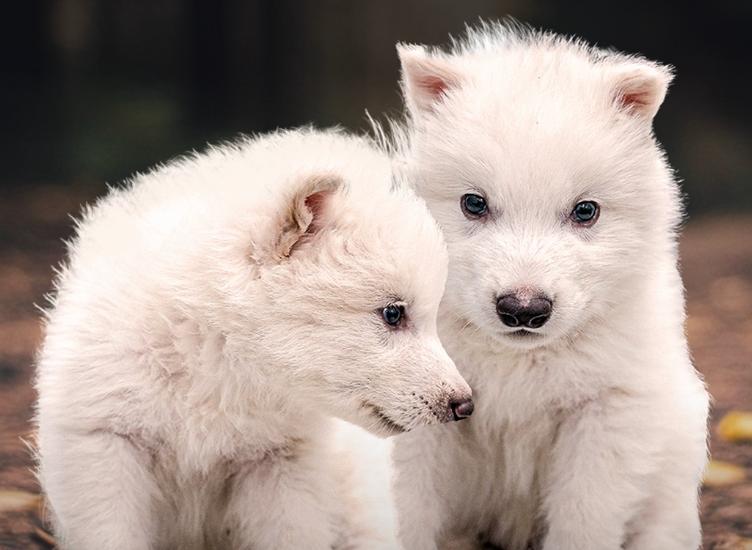 Dire Wolf, lupii preistorici giganți din Game of Thrones, aduși la viață de o companie biotech din SUA 18948783