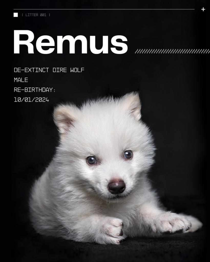 Dire Wolf, lupii preistorici giganți din Game of Thrones, aduși la viață de o companie biotech din SUA 18948784