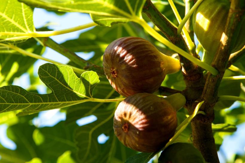 9 fructe care conțin cele mai mari cantități de fier