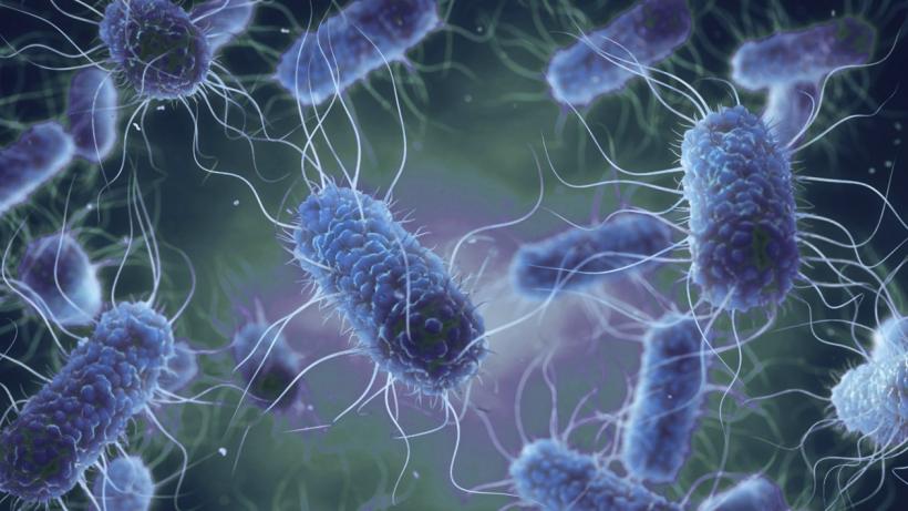 Descoperire în medicină. Un îndulcitor artificial ar putea ajuta la combaterea bacteriilor rezistente la medicamente
