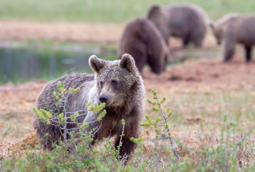 Explicația înmulțirii atacurilor urșilor: Sunt de 3 ori mai mulți decât suportă pădurea 18949431