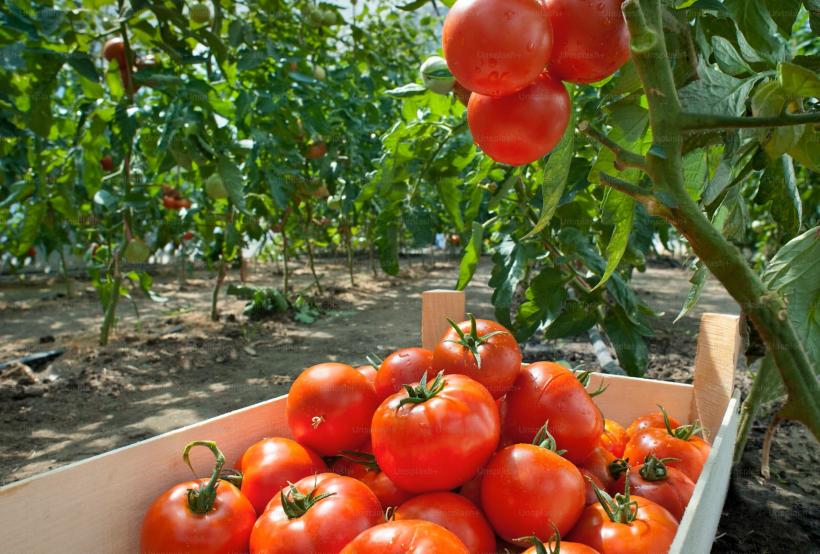 Producătorii de fructe și legume cer sprijin autorităților, după ce culturile au fost afectate de ger