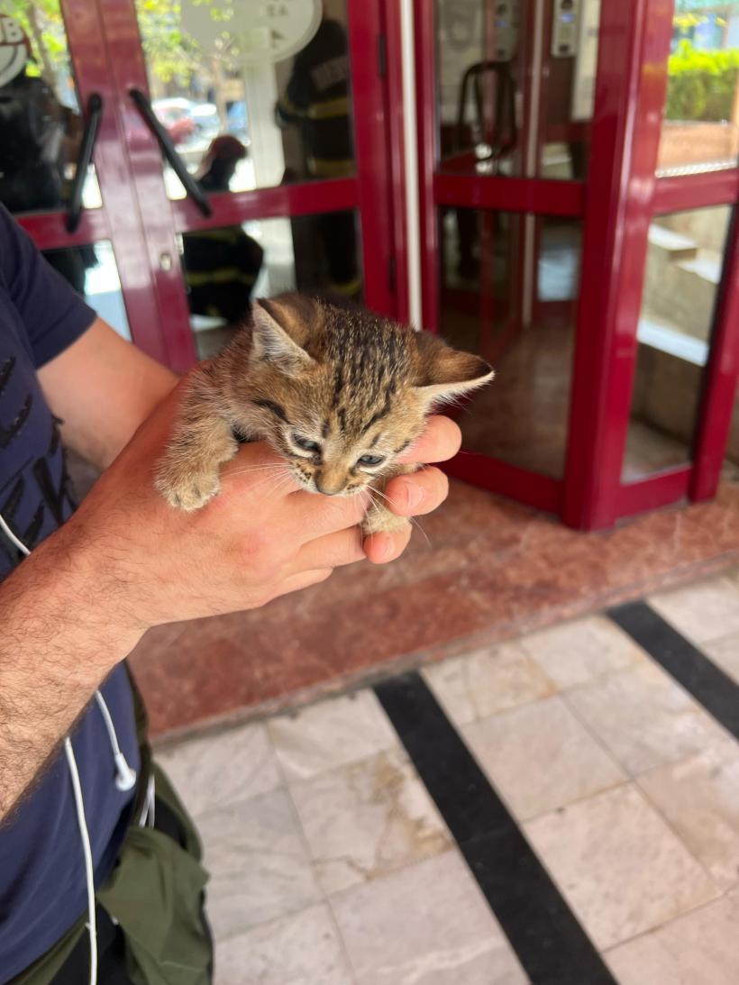 Misiune de Paște. Un pui de pisică a fost salvat dintr-un panou publicitar de pompierii gălățeni 18950370