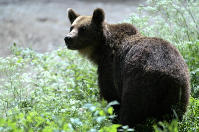 Alertă de urs în Rucăr: Rămâneți în locuințe