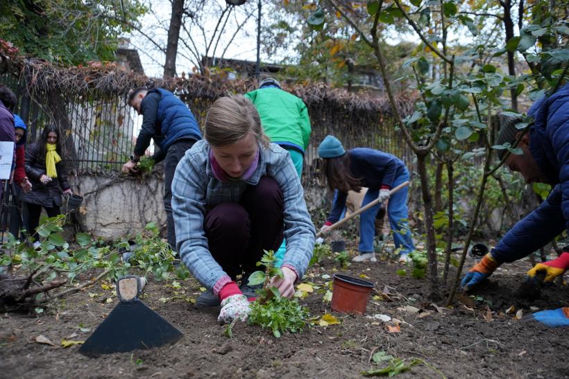 Grădina Muzeului Hărților:  Refugiu verde pentru oameni, albine și alți polenizatori 18950916