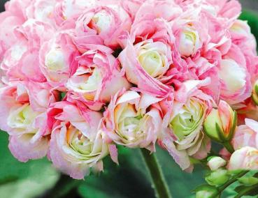 Mușcata trandafir, regina balconului tău