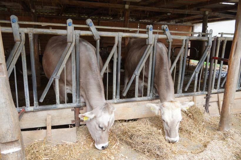 Satul „brânzeturilor dumnezeiești”: Un preot din județul Sibiu și-a făcut fermă cu brune maramureșene și altar de rugăciune 18950884