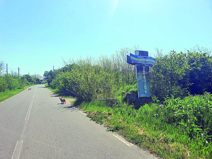 Vot cu sictiru’ în suflet! Alegerile pentru Cotroceni, văzute din Răsucenii păstoriți de Spălatu: „Cum e, bă, cu alea doișpe’ milioane de vă dă statu’ după o viață de muncă la Ceape?” 18951900