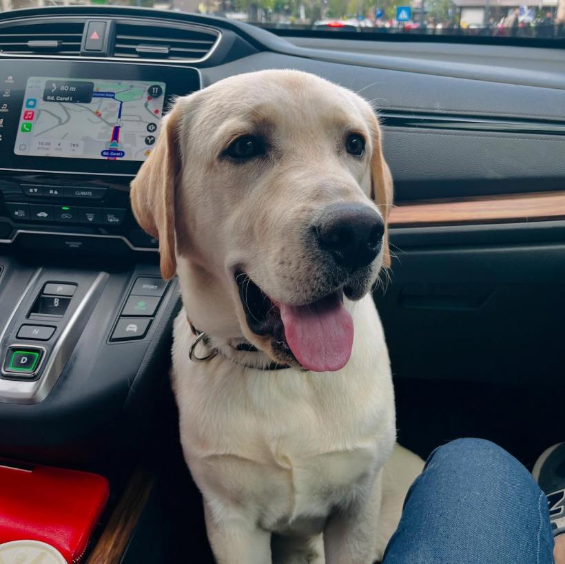 Alegerile prezidențiale din România, monitorizate de observatori americani: ”Duminică vom merge la secțiile de vot” 18952295