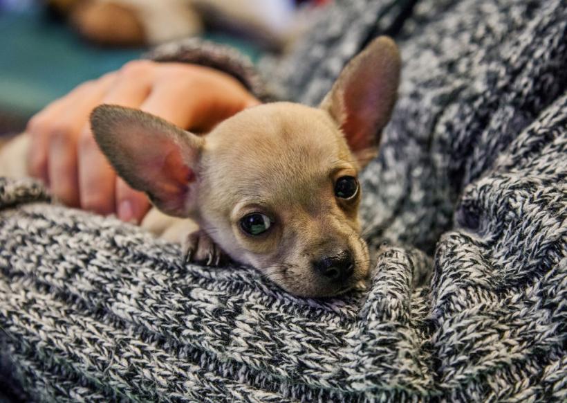 Chihuahua: Tot ce trebuie să știi despre această rasă mică dar curajoasă