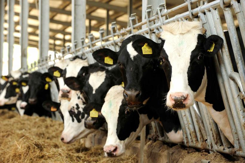 Epidemia care ne lasă fără lapte și carne