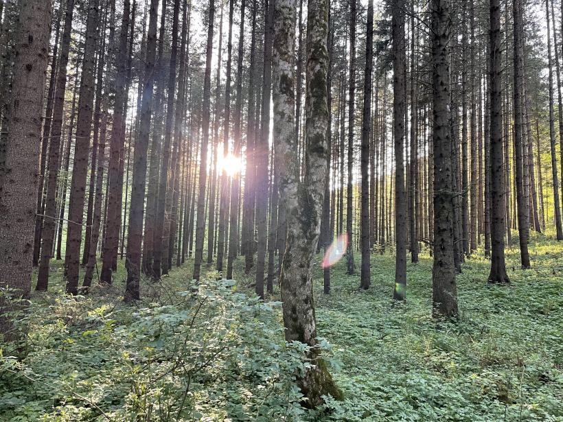 Tangaj Production începe filmările scurtmetrajului „Pânda”, regizat de Radu Muntean, parte din proiectul de digitalizare realizat cu sprijinul PNRR