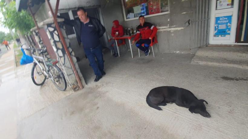 Țara de AUR. Cum arată electoratul lui Simion, văzut de aproape 18953476