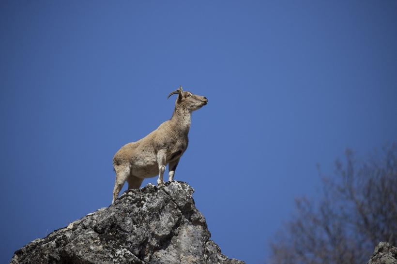 O capră scăpată de sub control a încercat să doboare un ciclist în Turul Italiei 18953726