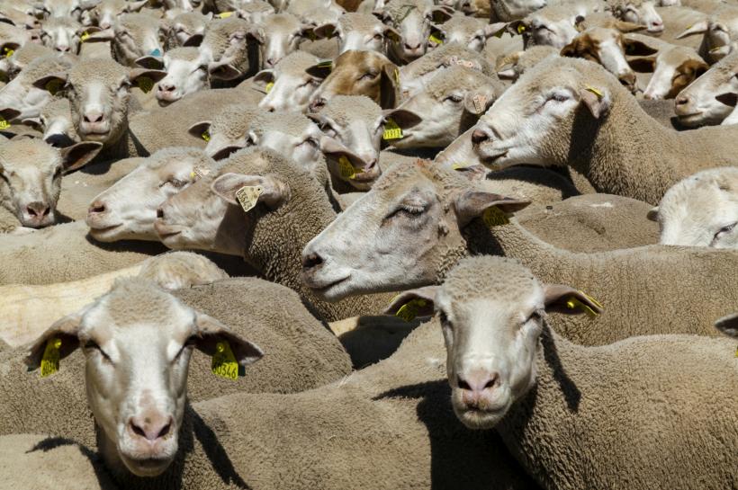 România, pe locul doi în ierarhia statelor membre ale UE la efectivele de ovine şi caprine