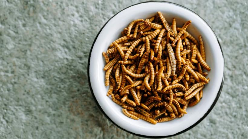 16 specii de insecte au fost aprobate pentru consum în Singapore
