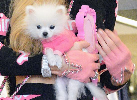 Pomeranianul: Cum să ai grijă de cel mai adorabil câine de talie mică