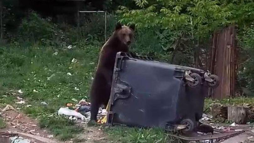 Mesaj Ro-Alert emis în stațiunea Durău după apariția unui urs lângă un camping