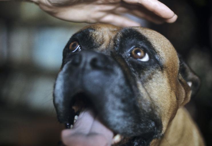 Boxer: Tot ce trebuie să știi despre acest câine atletic și loial