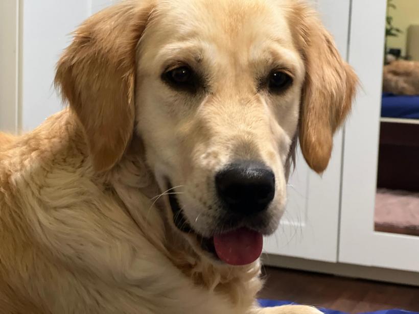 Efectele terapeutice ale animalelor de companie, demonstrate științific