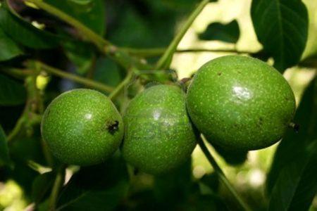 Beneficiile tincturii de nuci verzi asupra sănătății