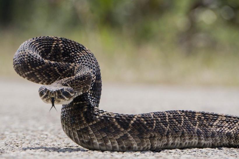 Invazie de vipere într-un sat din România. Reptilele au invadat curțile oamenilor