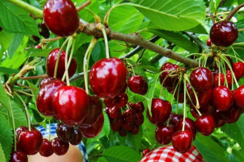 Preț ȘOCANT la cireșe, la jumătatea lunii mai. Producătorii dau vina pe vreme