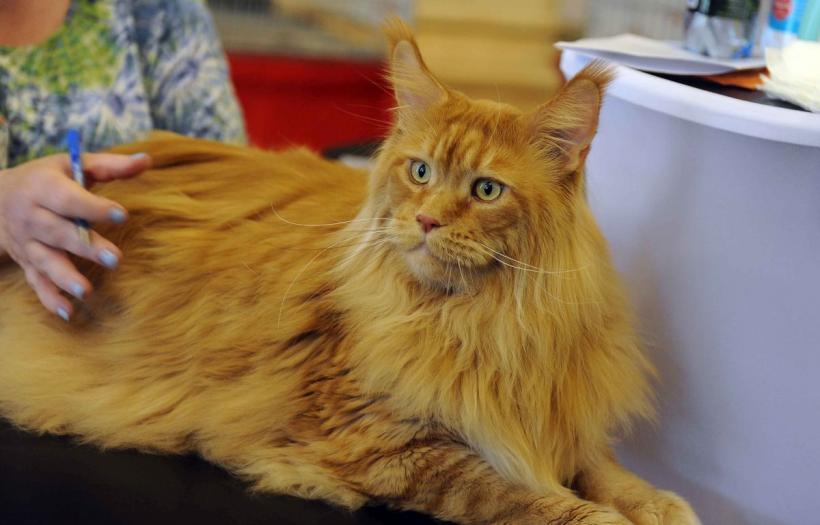 Pisicile portocalii sunt unice: O mutație genetică le face irezistibile