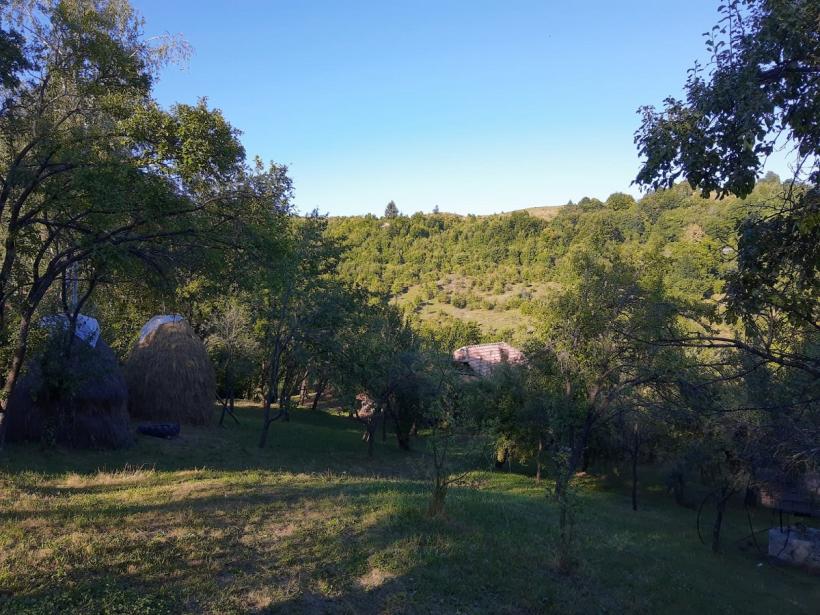 Cum să îngrijești pomii fructiferi din grădina ta. Soluția naturală care ține dăunătorii departe