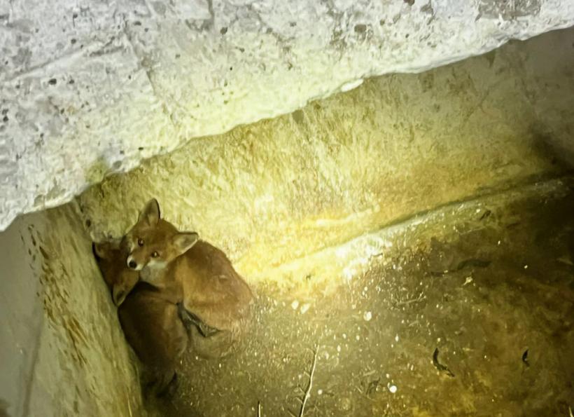 Doi pui de vulpe salvați de pompieri dintr-un canal dezafectat