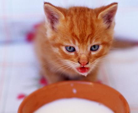 De ce NU ar trebui să mai dai lapte pisicii tale: adevărul din spatele mitului 