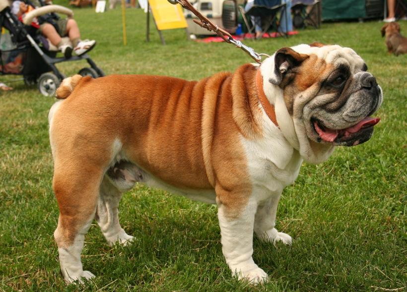 Bulldogul englez: Tot ce trebuie să știi despre câinele cu personalitate regală 