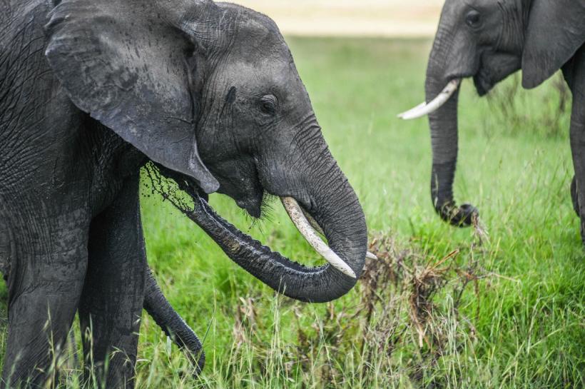 Elefant ucis de tren în Sri Lanka, în ciuda măsurilor de siguranță