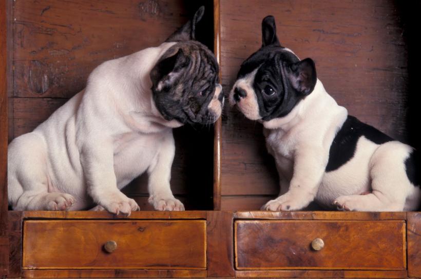 Cât de des trebuie hrănit câinele tău? Ce recomandă medicii veterinari