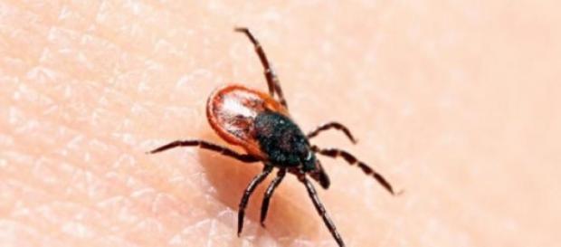Cum îndepărtezi rapid și corect căpușa de pe piele. La ce trebuie să fii atent