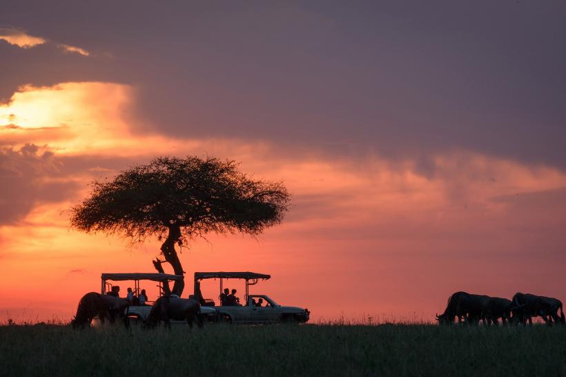 Ocean, narat de David Attenborough, proiecție în premieră la Brașov în cadrul LYNX Festival 18955556