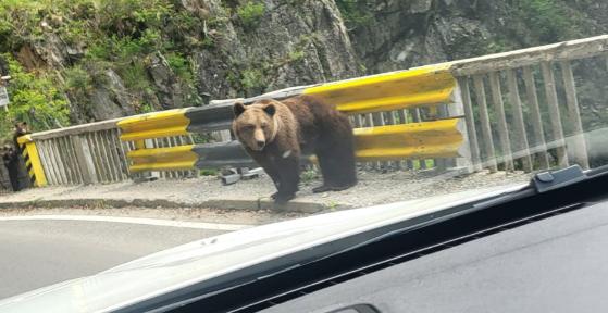 Turistă străină mușcată de urs în zona barajului Vidraru. Atenție: Imagini șocante! 18956155