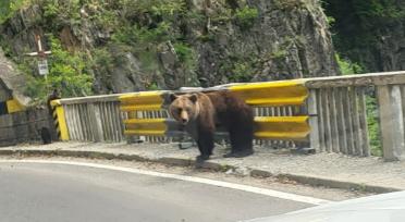 Turistă străină mușcată de urs în zona barajului Vidraru. Atenție: Imagini șocante! 18956156