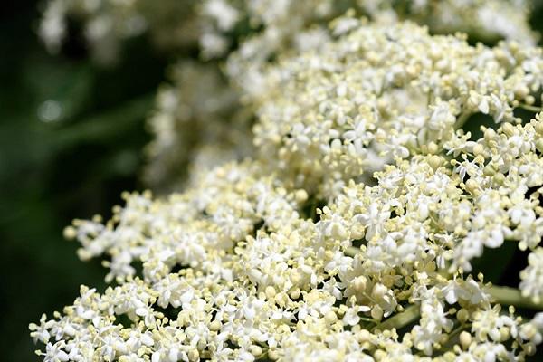 Detox natural cu flori de soc: beneficii uimitoare pentru sănătate și 3 rețete tradiționale