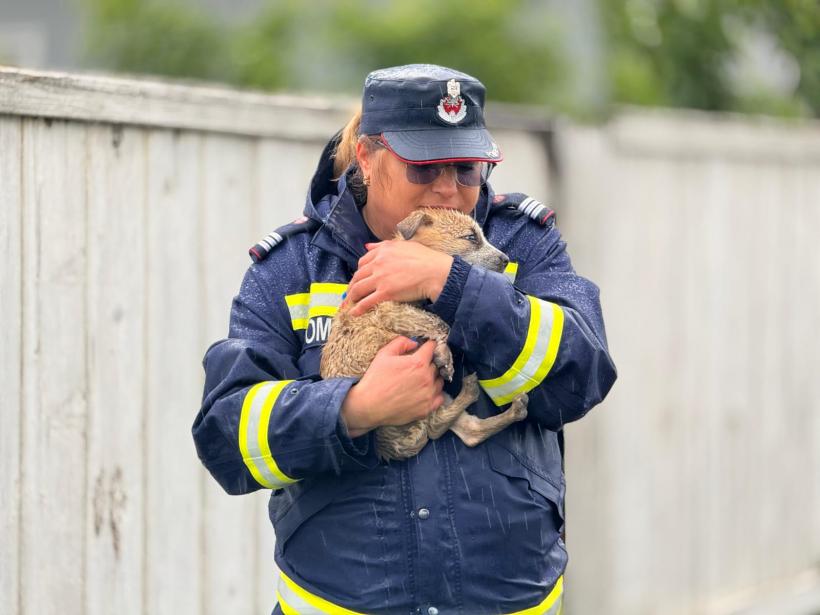 Prăpăd în România: Gospodării, terenuri și o fermă afectate de inundații. Sute de animale au fost evacuate 18956395