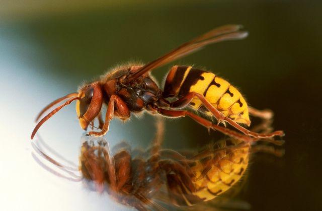 Producția de miere, grav afectată de vremea rea. Multe familii de albine au murit de foame. Cât va costa un borcan de miere