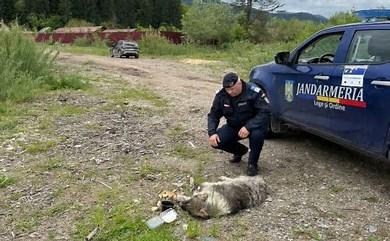 Cruzime fără margini! O femeie de 64 de ani a târât un câine legat de mașină prin Gura Humorului 