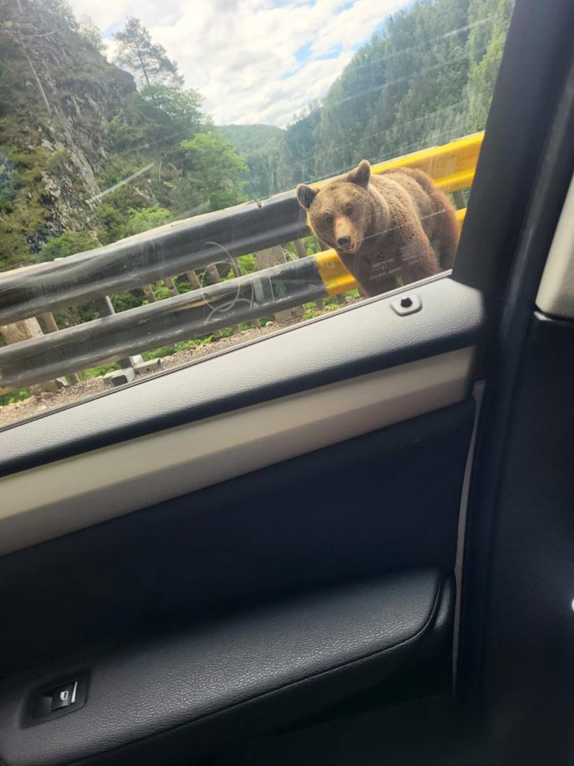 Trei turiști sfâșiați de urși, în 24 de ore 18956345