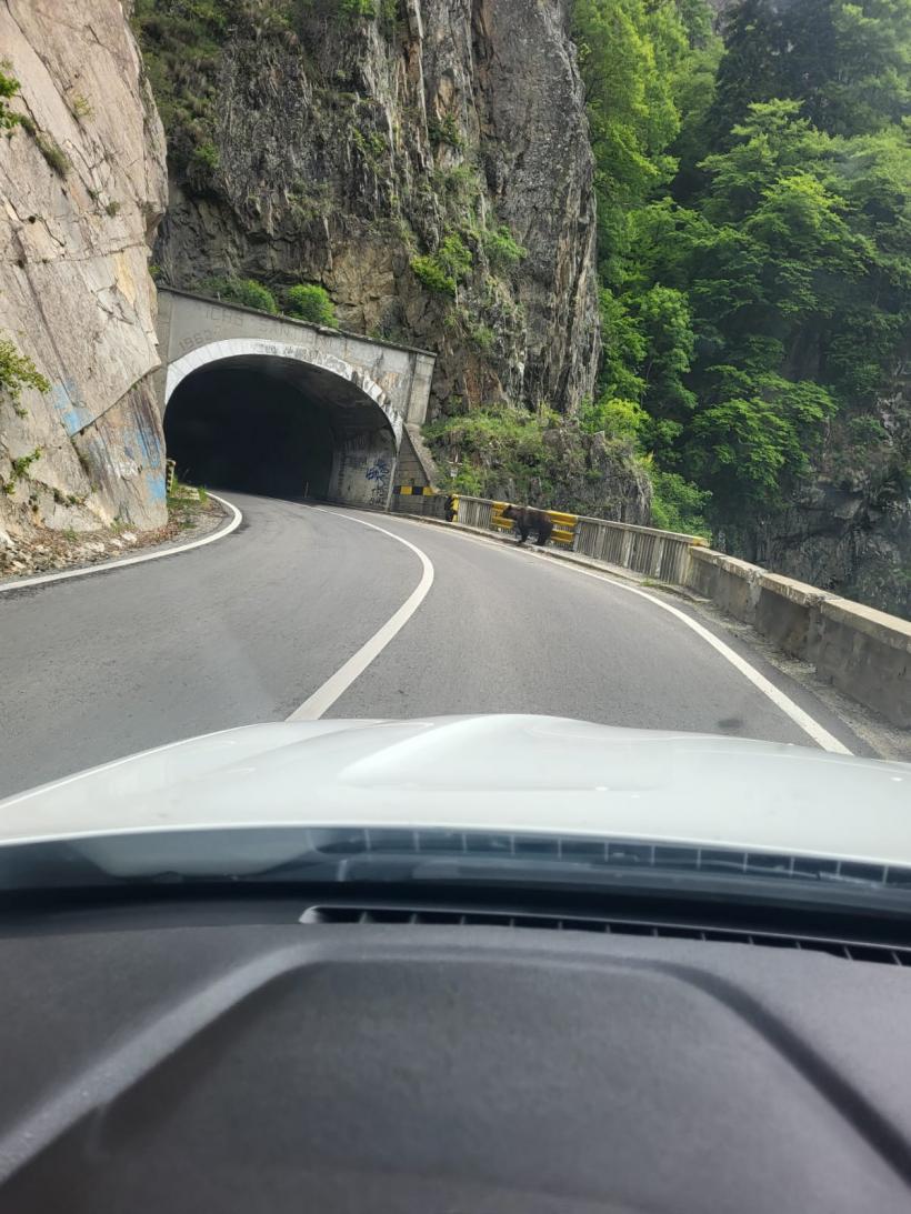 Trei turiști sfâșiați de urși, în 24 de ore 18956347