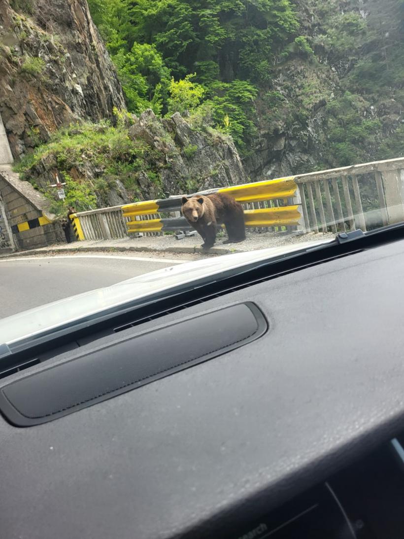 Trei turiști sfâșiați de urși, în 24 de ore 18956349