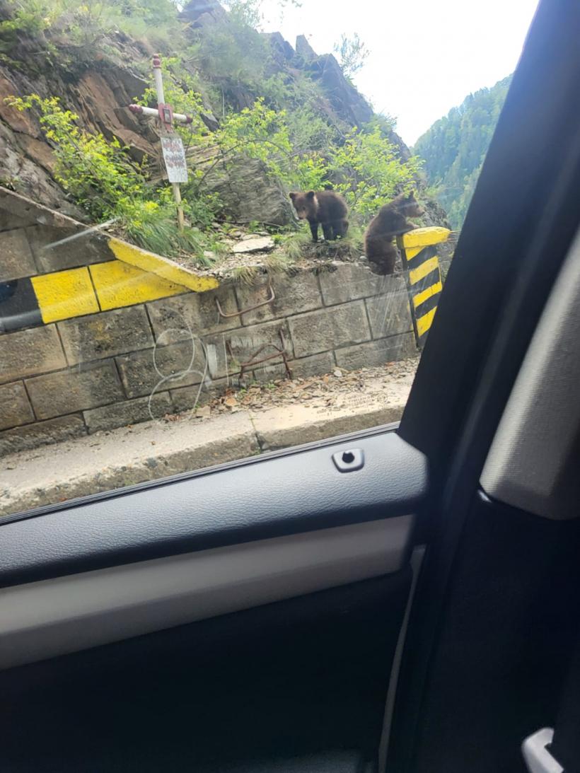 Trei turiști sfâșiați de urși, în 24 de ore 18956350